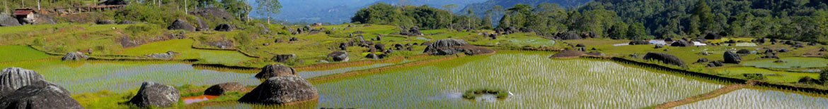 Tanah-Toraja