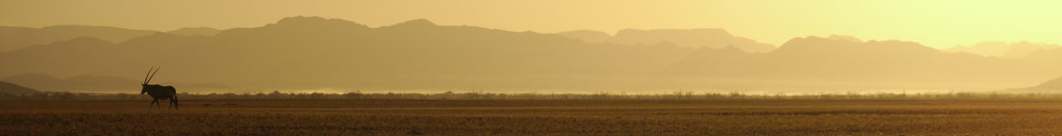 Antilope im Morgengrauen