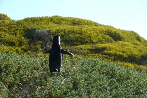 Pingui am Boulder's Beach