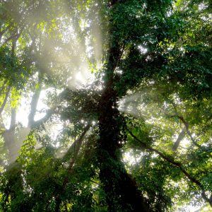"Hippie Forest" | Costa Rica