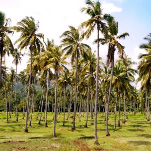 "Palmtree Geometry" | Philippines