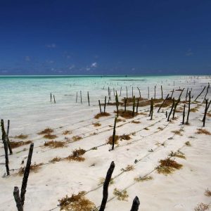 "Seaweed Farm" | Tanzania