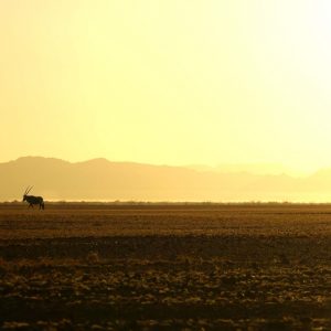 "Lone Antilope" | Namibia